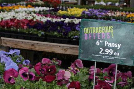 Pansies at American Plant