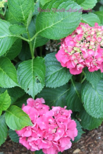 Preventing Hydrangeas from Wilting