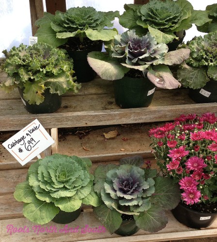 Kale for Fall Window Boxes