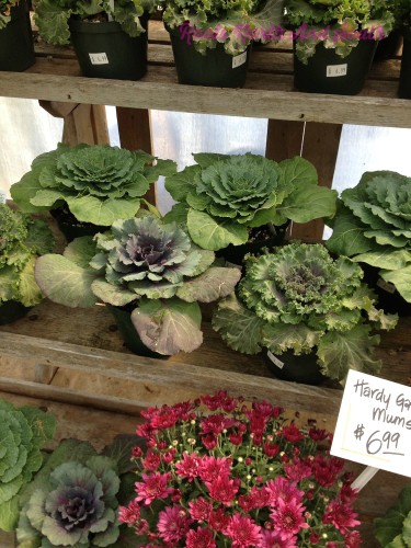 Kale in the Fall Window Boxes