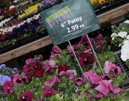 Pansies in Fall Window Boxes