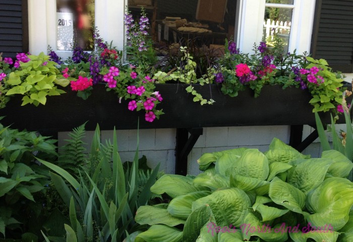 Planting spring bulbs in window boxes