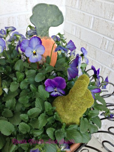 Pansies for Spring