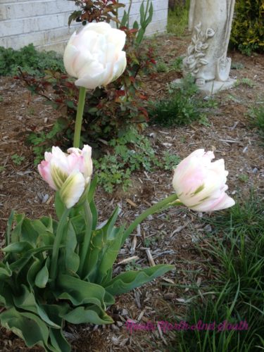 Tulips say Spring