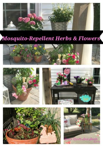 Mosquito-repellent herbs and flowers