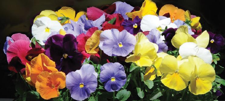 The Pansies are Here!