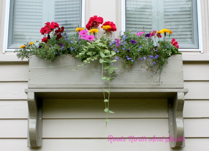 Summer Window Boxes