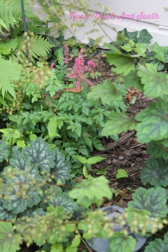 Coral Bells and Astilbe on the Garden Tour