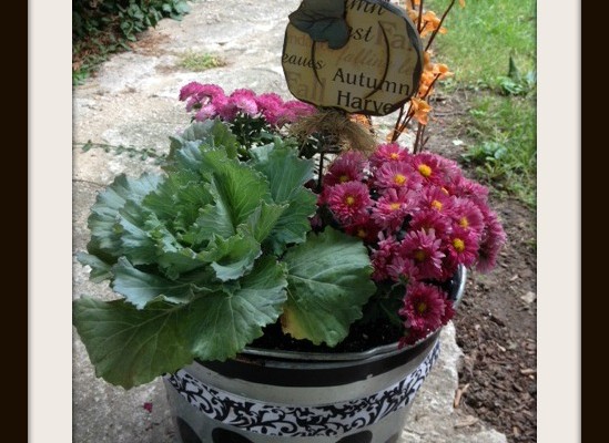 Waiting on Pansies…