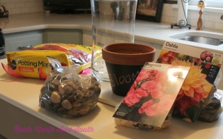 Forcing Spring Bulbs Indoors