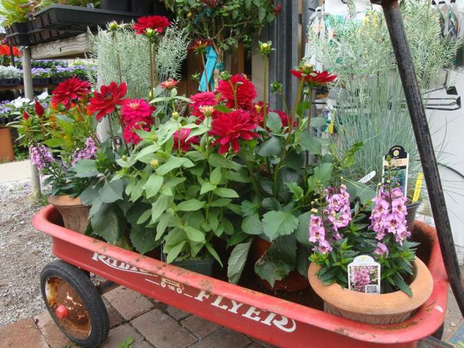 Little Red Wagon Container garden