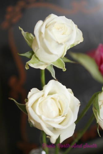 White Spray Roses