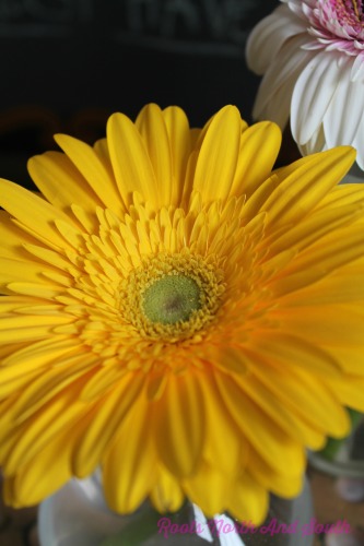 Yellow Gerber Daisy