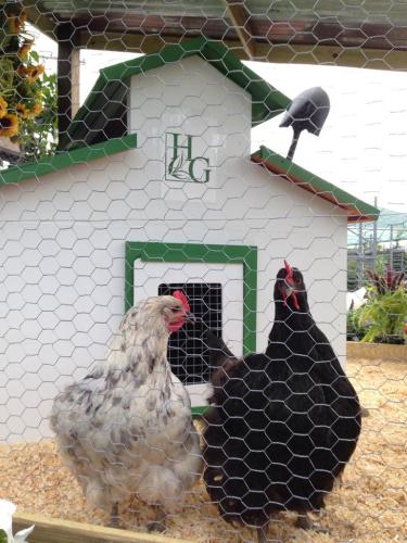 Homestead Gardens chickens
