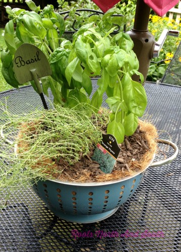 Growing Basil in a Colander