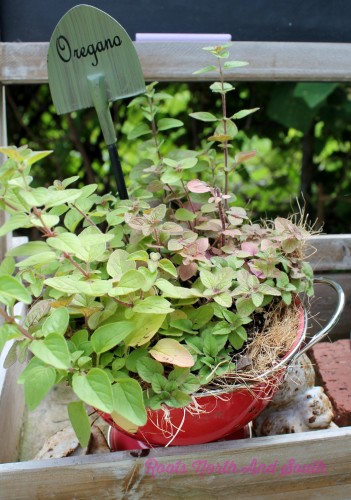 Growing Oregano in a Container