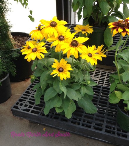 Black Eyed Susans in the Window Boxes