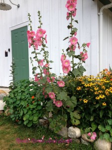 Hollyhocks in Northern Michigan