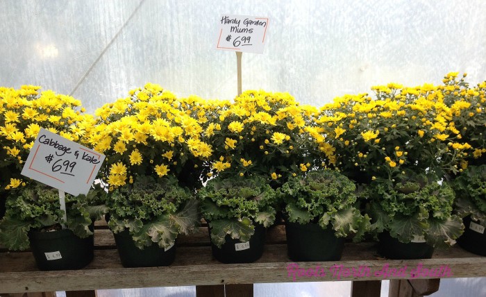 Mums for the fall window boxes