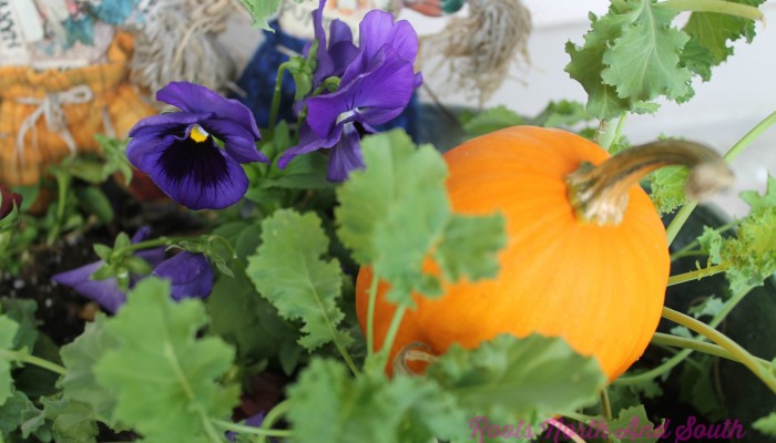 Mums the Word: Tips for Adding Fall Color to the Garden