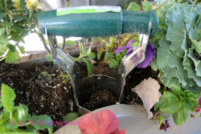 how to plant bulbs in window boxes