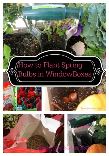 Planting Spring Bulbs in Window Boxes