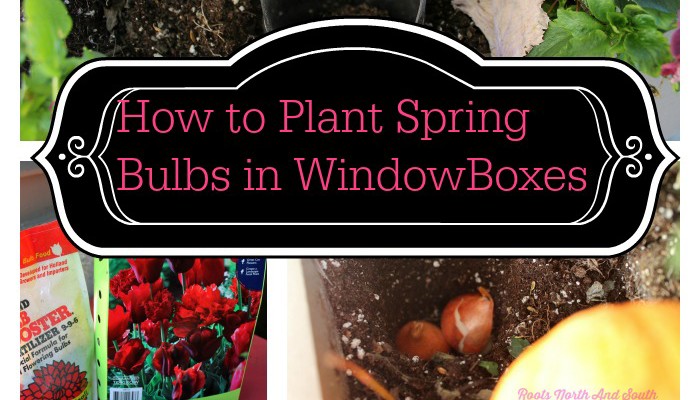 Planting Spring Bulbs in Window Boxes