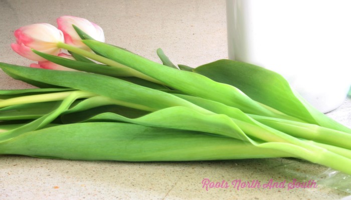 The care and feeding of tulips