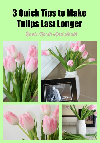How to keep fresh cut tulips alive longer
