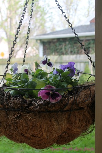 Pansies for Spring Containers