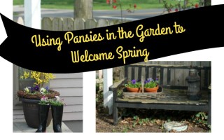 Passion for Pansies