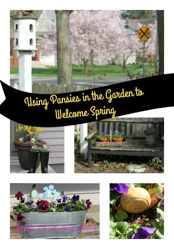 Spring pansies to say welcome