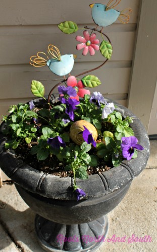 Pansies to welcome spring