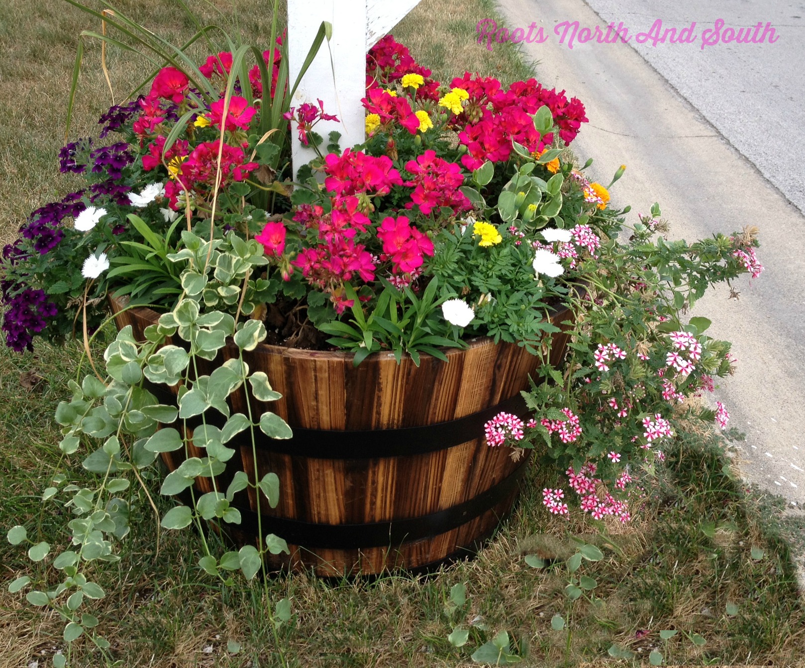 Whiskey Barrel of Geraniums - Roots North & South