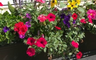 3 Top Tips for Creating Spectacular Summer Window Boxes