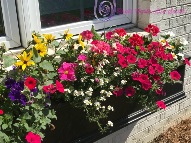 A riot of color in the window boxes