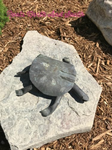Turtles in the rock garden