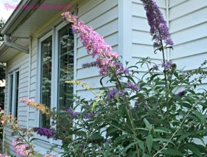 RNS Backyard Garden Tour