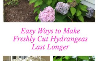 8 Steps to Keep Cut Hydrangeas Fresh Longer