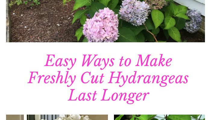 8 Steps to Keep Cut Hydrangeas Fresh Longer